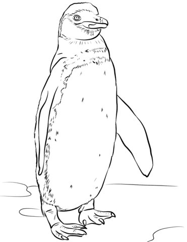 Galapagos Penguin Image Coloring Page