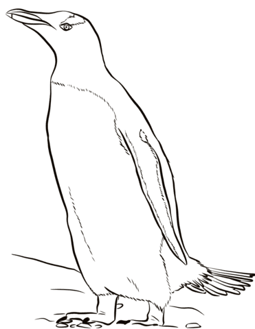 Gentoo Penguin Image Coloring Page