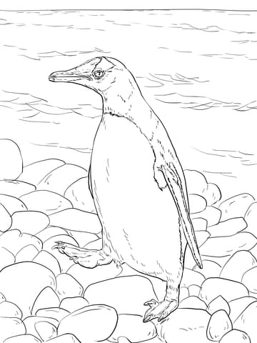 Gentoo Penguin Walks Image Coloring Page