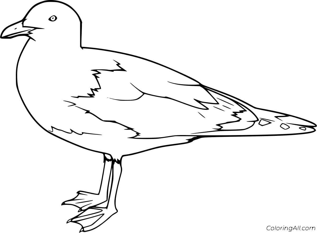 Glaucous winged Gull Coloring Page