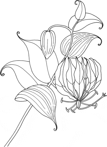 Gloriosa Rothschildiana or Tropical Glory Lily Free Printable Coloring Page