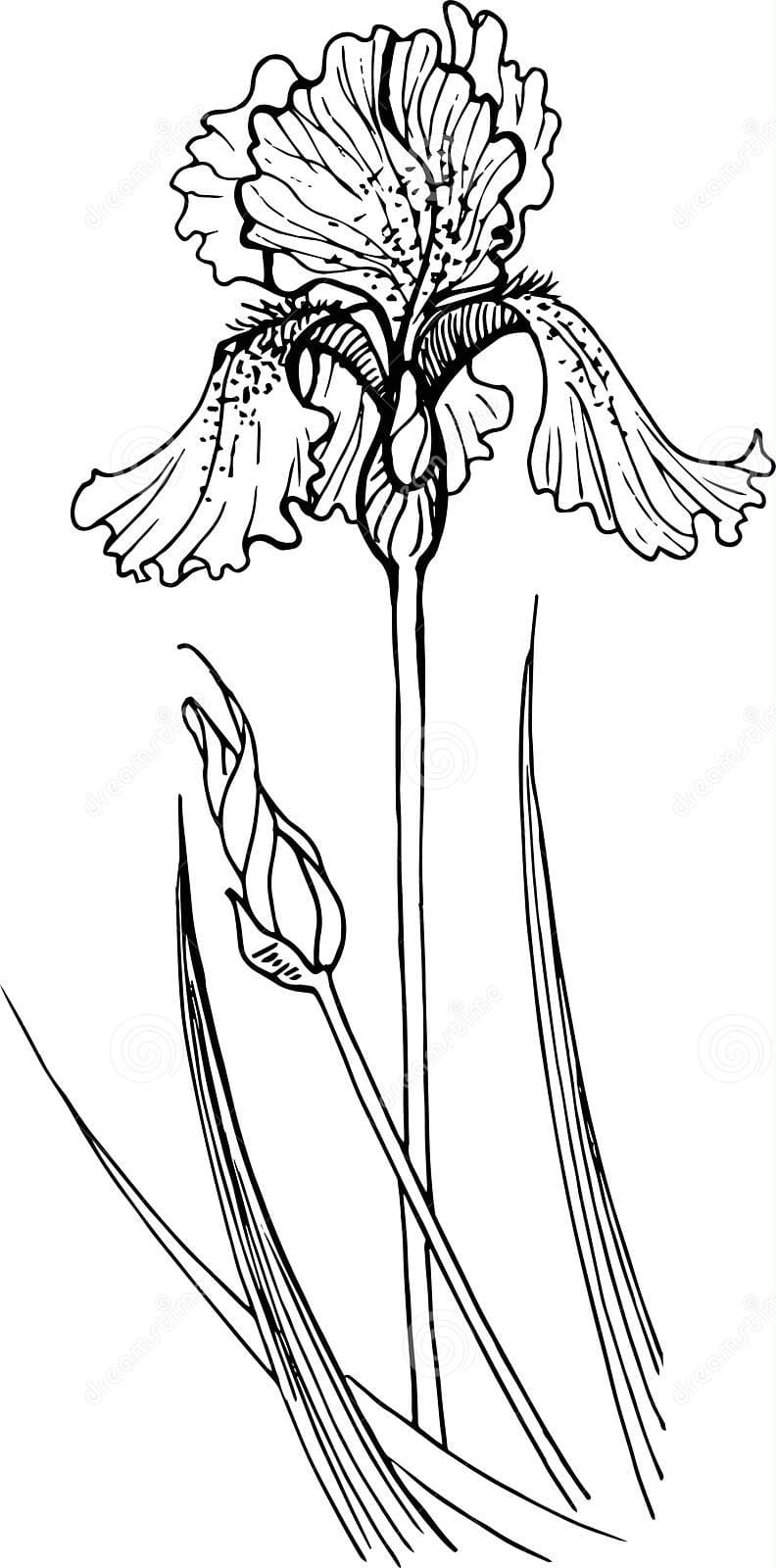 Graphic Drawing Of An Iris Flower Coloring Page