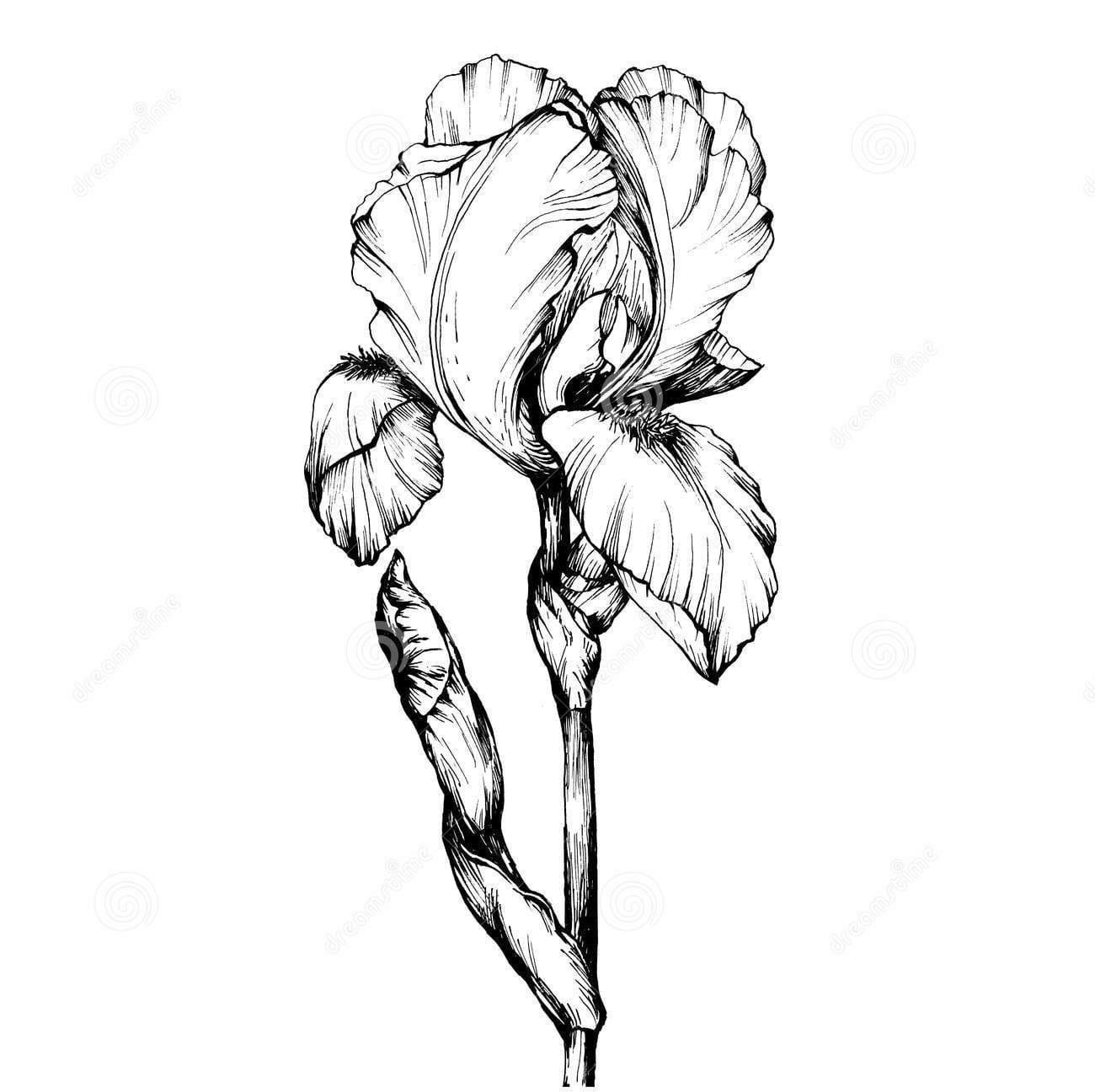 Graphic The Branch Flower Iris Coloring Page