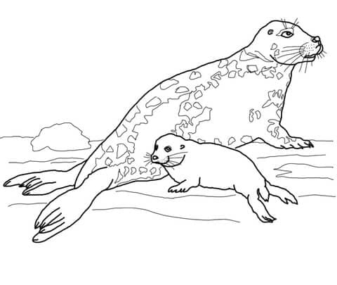 Gray Seal Mother and Baby Coloring Page