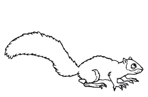 Gray Squirrel Image Coloring Page