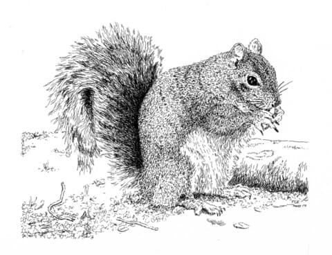 Gray Squirrel To Print