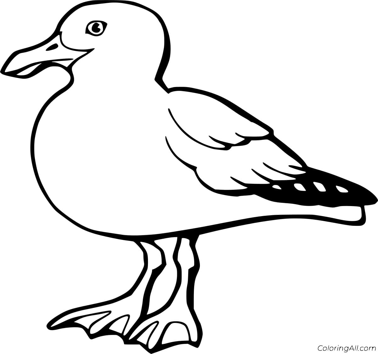 Great Black Backed Gull Coloring Page