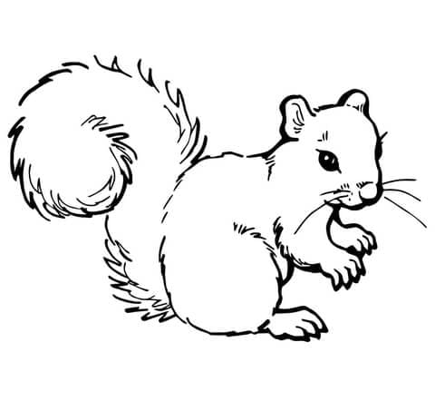 Grey Squirrel Image Coloring Page