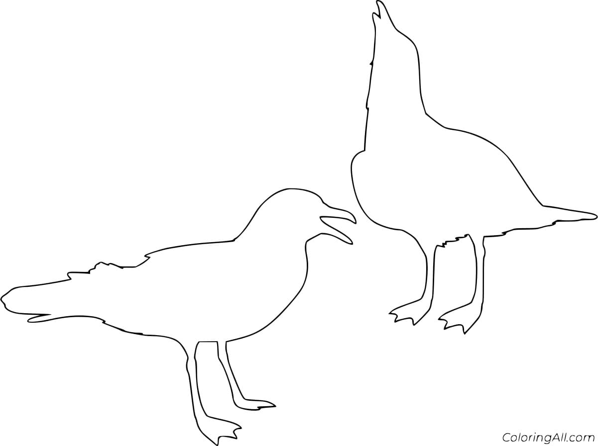 Gulls Outline Coloring Page