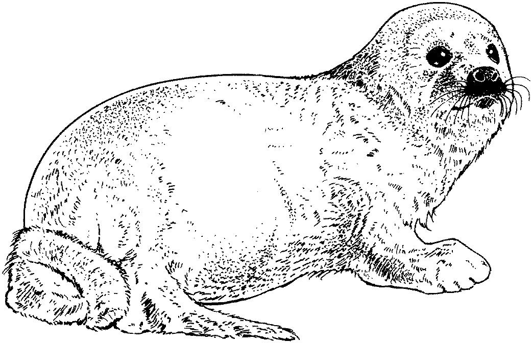 Harbor Seal Image Coloring Page