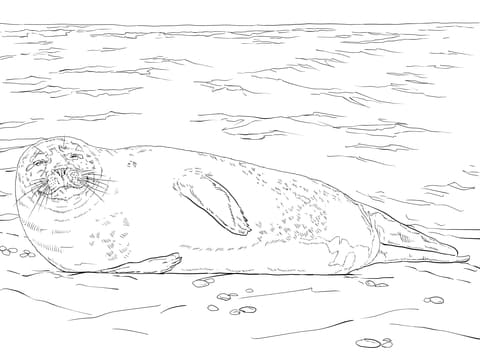Harbor Seal Lying On The Beach Image Coloring Page