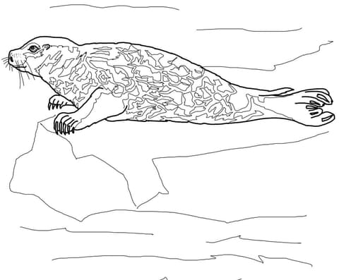 Harbor Seal Coloring Page