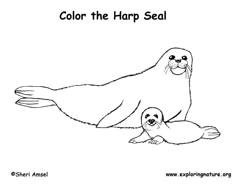 Harp Seal Free Coloring Page