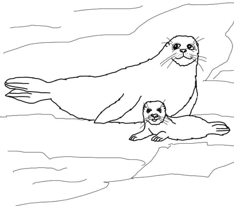 Harp Seal Mother and Baby Coloring Page