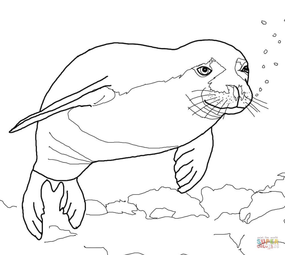 Hawaiian Monk Seal Image Coloring Page