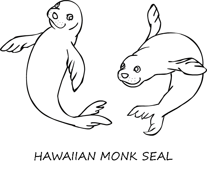 Hawaiian Monk Seal Picture Coloring Page