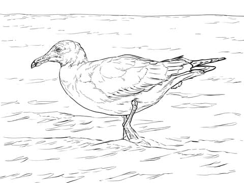 Heermann’s Gull Coloring Page