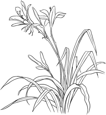 Hemerocallis Spp or Day Lily Free Printable Coloring Page