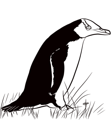 Hoiho Yellow-eyed Penguin Image Coloring Page