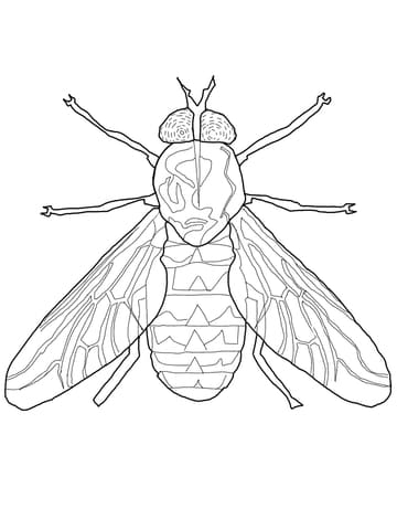 Horse Fly Image