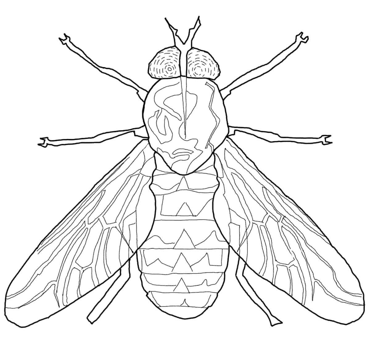 Horse Fly Picture