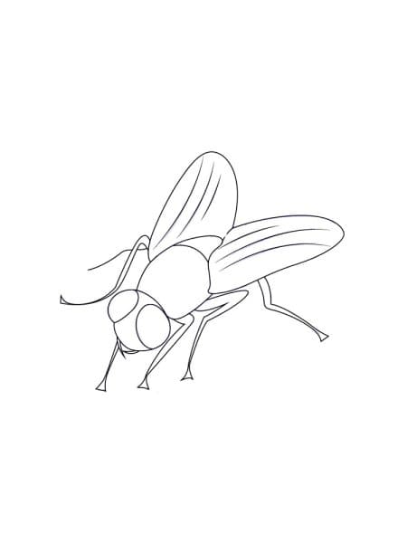 House Fly For Kids Picture