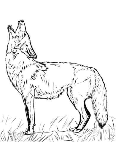 Howling Coyote Drawning