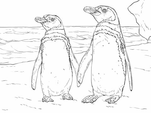 Humboldt Penguin Pair Image Coloring Page