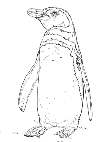 Humboldt Peruvian Penguin Image Coloring Page