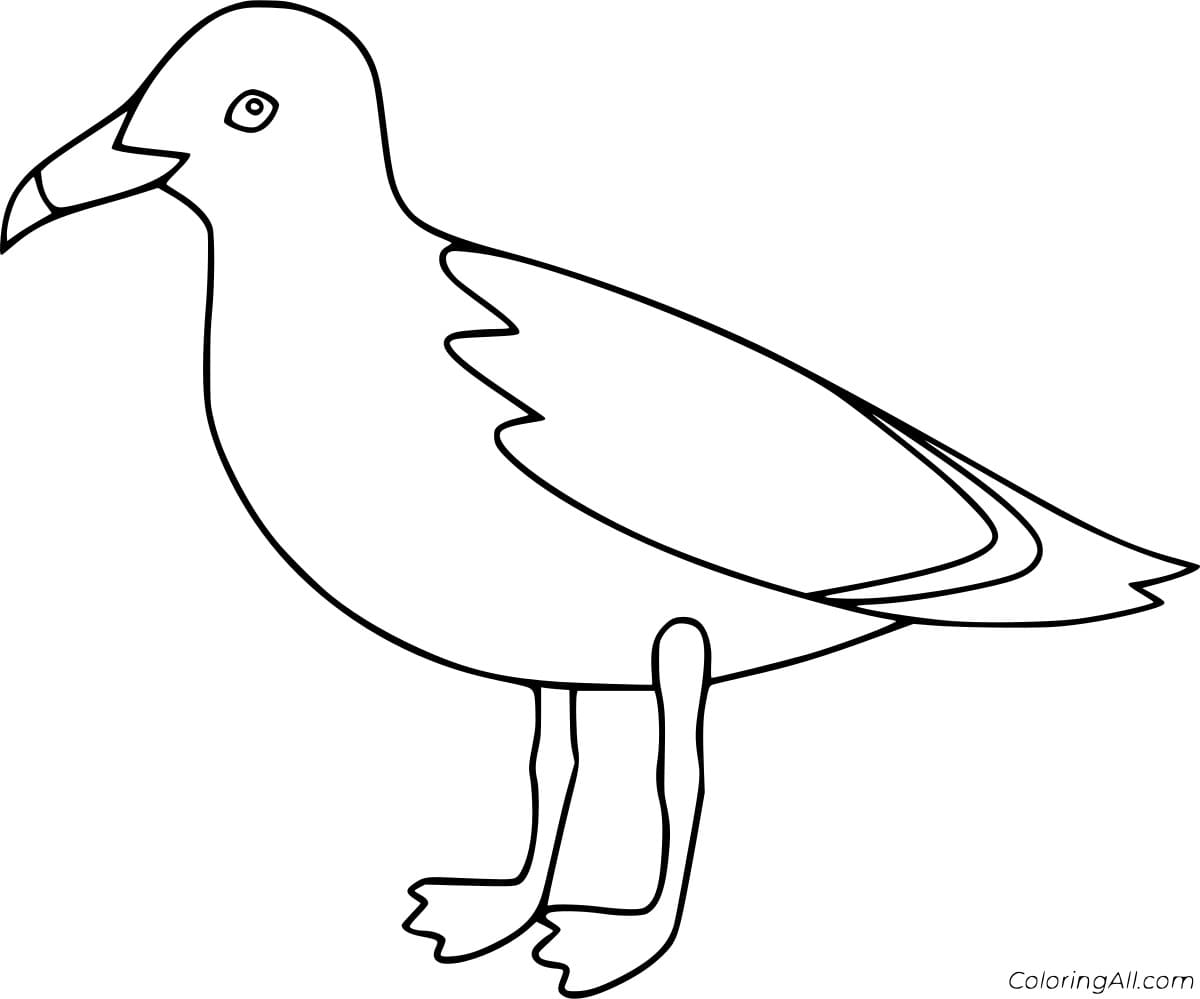 Iceland Gull Image Coloring Page