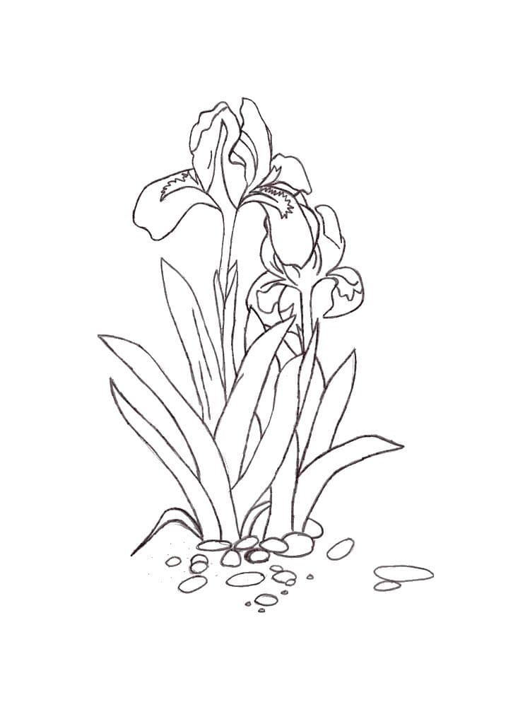 Image Flower Iris Coloring Page