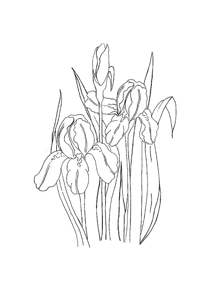 Image Iris For Kids Coloring Page