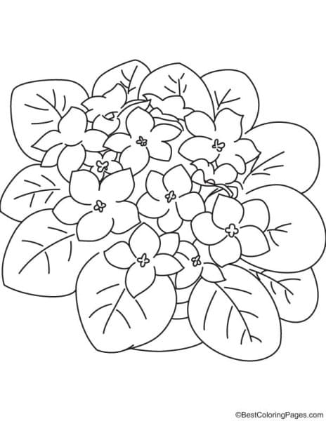 Image Lilac Elegant Coloring Page