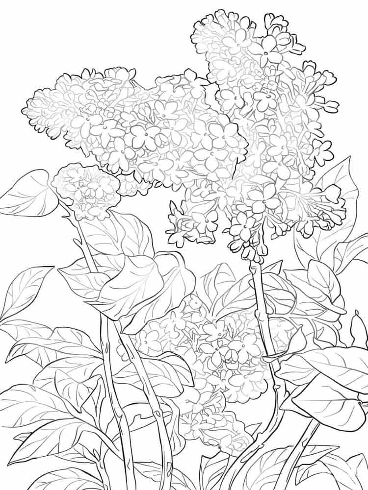 Image Lilac Kids Coloring Page