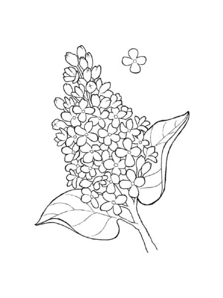 Image Lilac Pretty Coloring Page