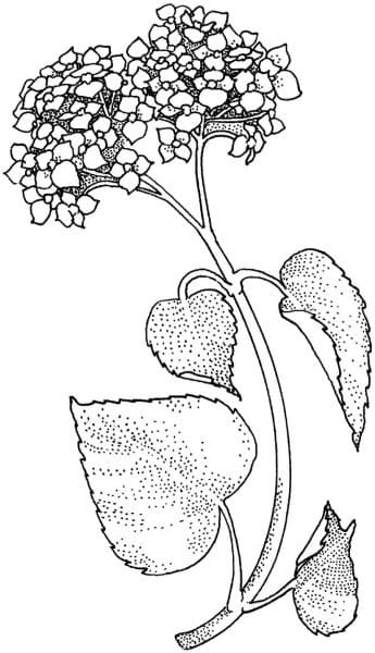 Image Lilac Sweet Coloring Page