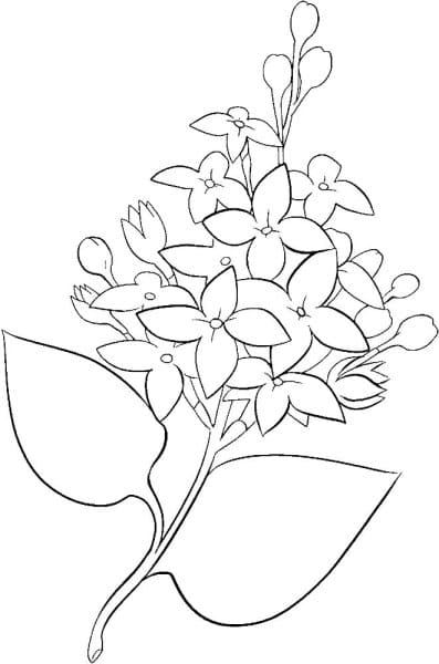 Image Lilac Tasteful Coloring Page