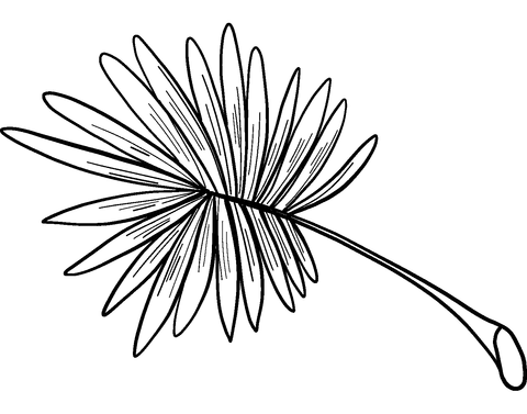 Image Palm Leaf For Kids Coloring Page