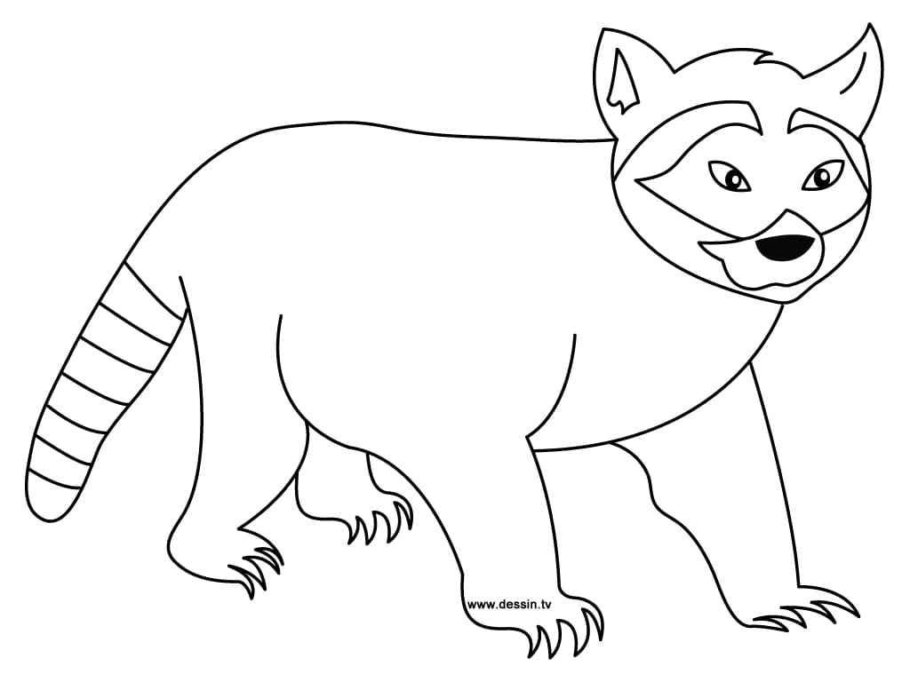 Image Raccoon Cool Coloring Page
