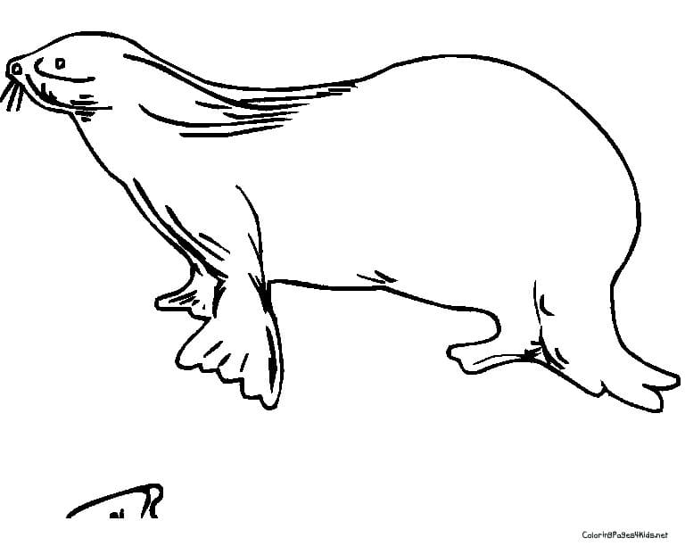 Image Seal Coloring Page
