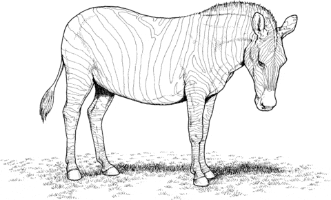 Image Zebra Free Coloring Page