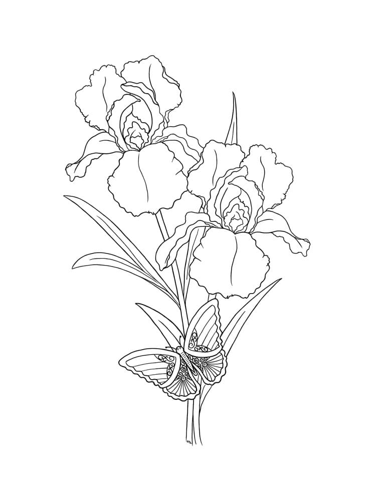 Iris And Butterfly Coloring Page