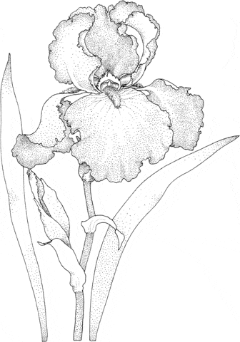 Iris Blossom Image Coloring Page