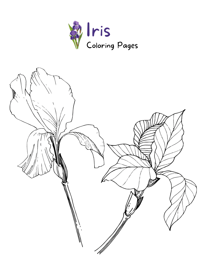 Iris Cool Coloring Page