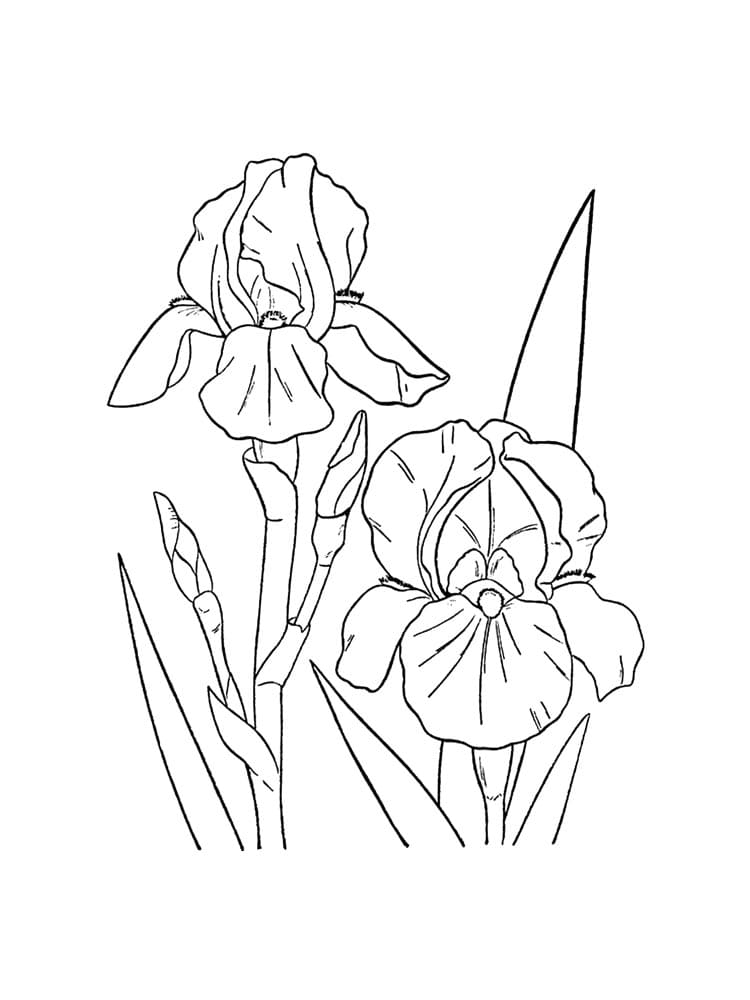 Iris Cute Image Coloring Page