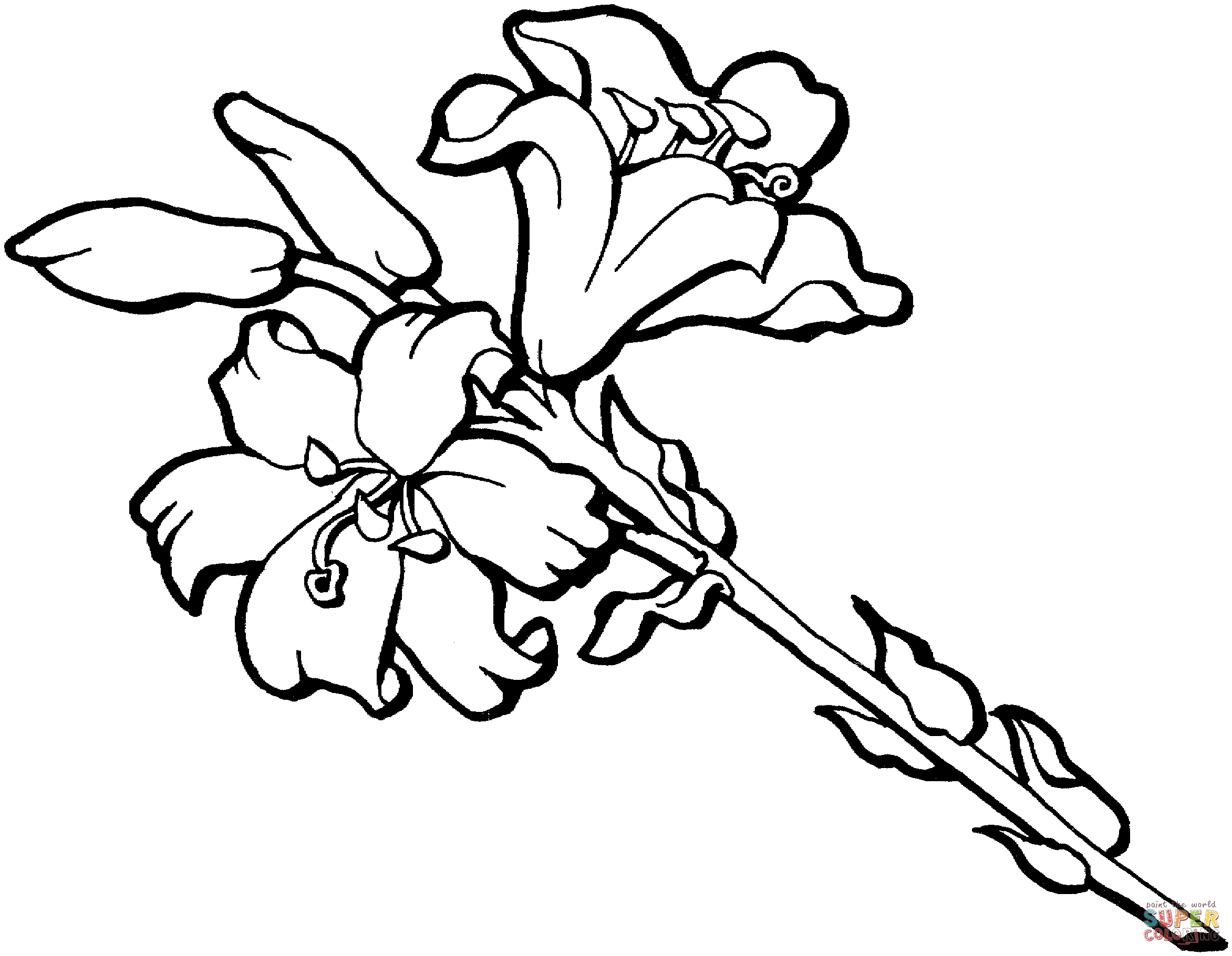 Iris Flower Blossom