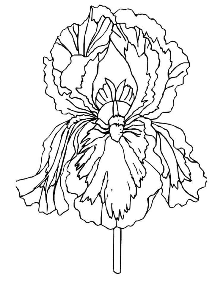 Iris Flower Cute Image