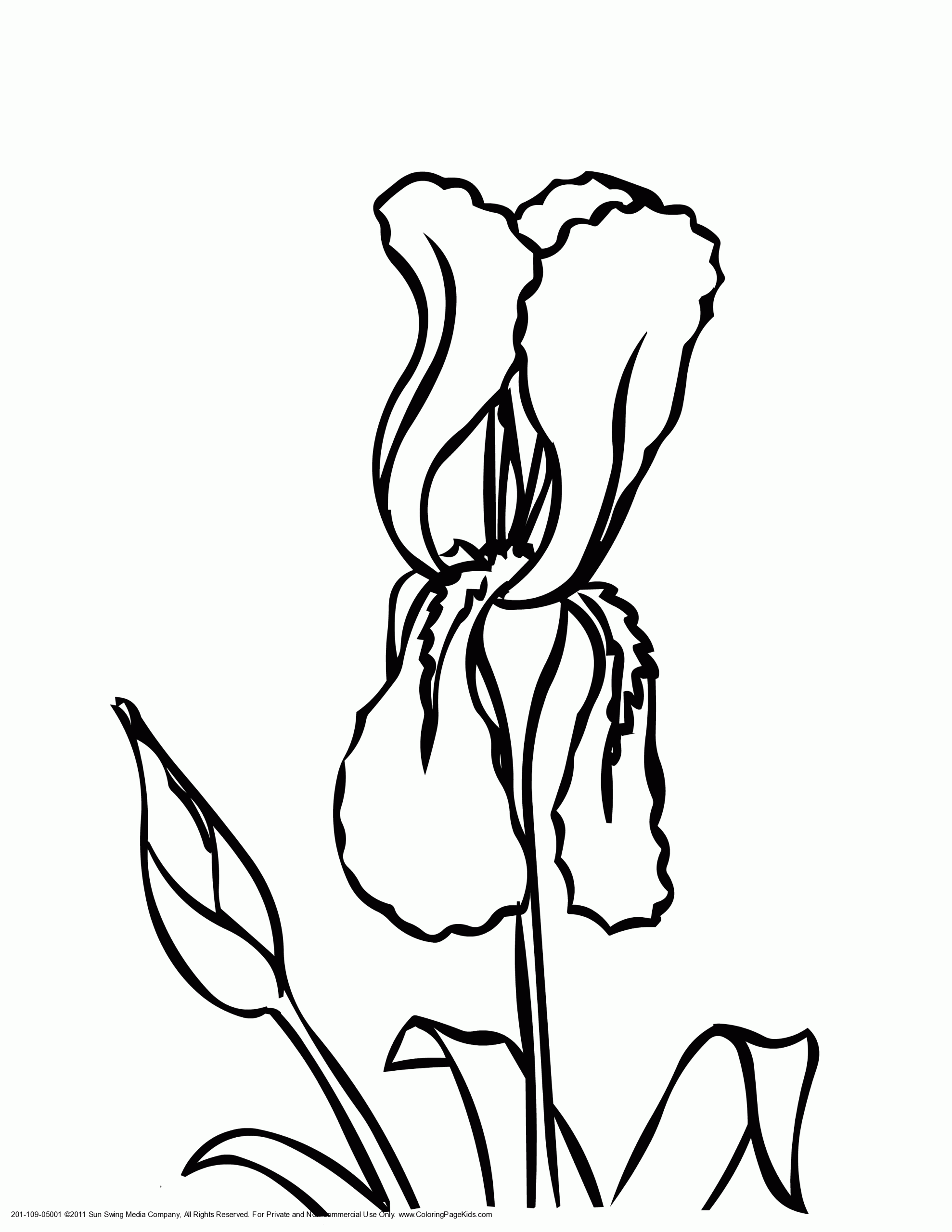 Iris Flower Image For Kids