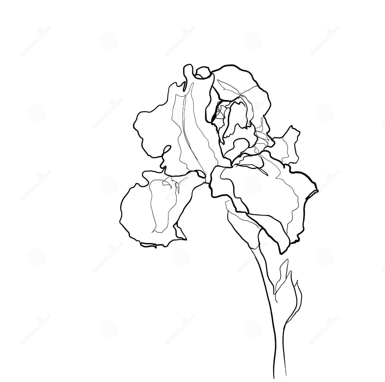 Iris Flower Line Art