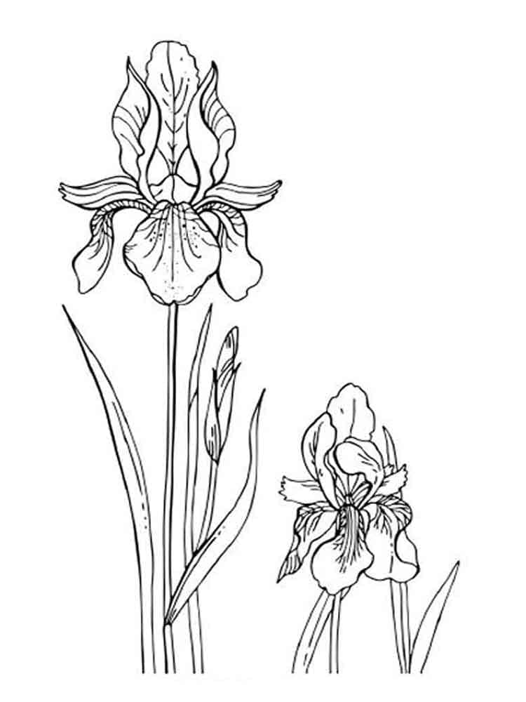 Iris Flower Picture For Kids